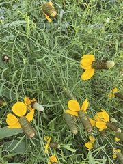 Ratibida columnifera