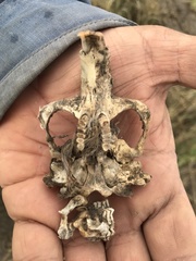 Cratogeomys fumosus