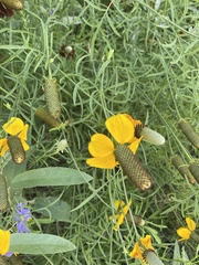 Ratibida columnifera