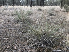 Lomandra effusa
