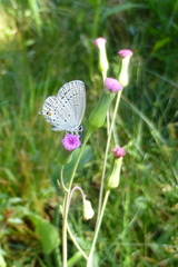 Cupido comyntas texana