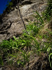 Anticlea elegans glauca