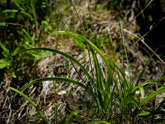 Anticlea elegans glauca