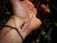 Anticlea elegans glauca