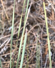 Lomandra effusa