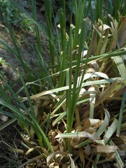 Cortaderia rudiuscula
