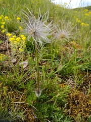 Pulsatilla vulgaris