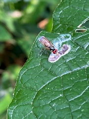 Tanypezidae