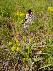 Neotinea ustulata ustulata