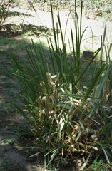 Cortaderia rudiuscula