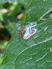 Tanypezidae