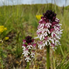 Neotinea ustulata ustulata