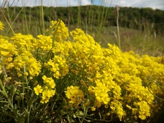 Alyssum montanum