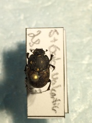 Onthophagus nuchicornis