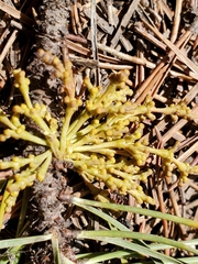 Arceuthobium americanum