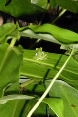 Centrolenidae
