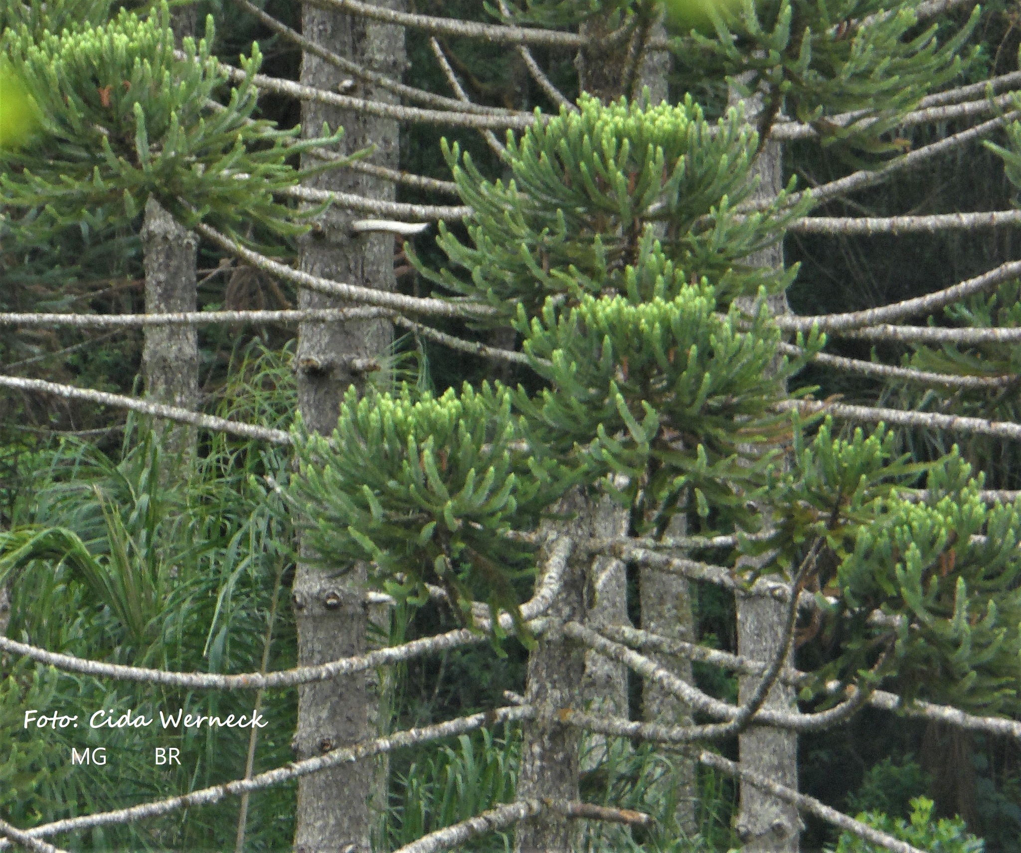 Araucaria angustifolia