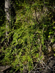 Cotoneaster apiculatus