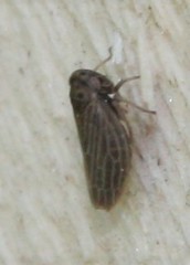 Agallia quadripunctata