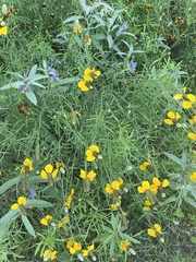 Ratibida columnifera