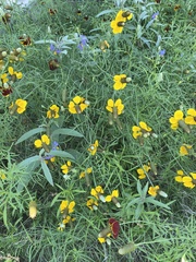 Ratibida columnifera