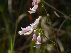 Penstemon laxiflorus