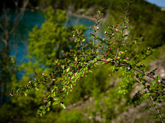 Cotoneaster apiculatus
