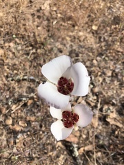 Calochortus simulans