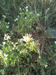 Solanum chenopodioides