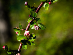Cotoneaster apiculatus