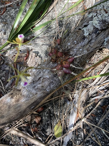 Encyclia tampensis image
