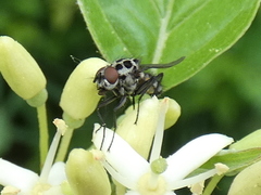 Anthomyia pluvialis