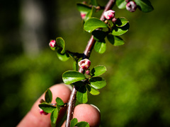 Cotoneaster apiculatus