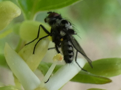 Anthomyia pluvialis