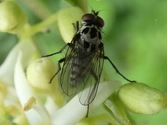 Anthomyia pluvialis