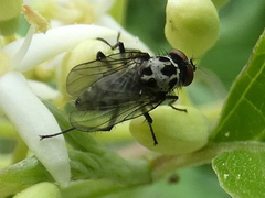Anthomyia pluvialis