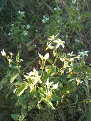Solanum chenopodioides