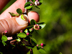 Cotoneaster apiculatus