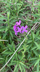 Hesperis matronalis