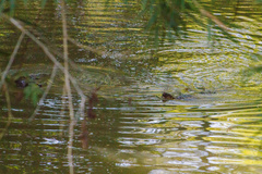 Lontra longicaudis