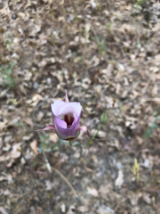 Calochortus simulans