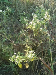 Solanum chenopodioides