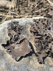 Dermatocarpon dolomiticum