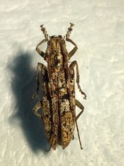 Monochamus marmorator