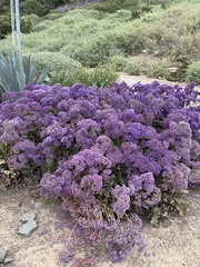 Limonium perezii