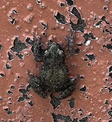 Eleutherodactylus campi