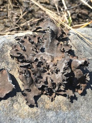 Dermatocarpon dolomiticum