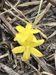 Hypoxis mexicana