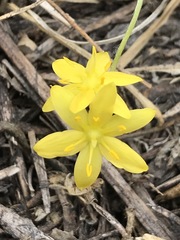 Hypoxis mexicana