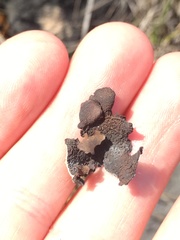 Dermatocarpon dolomiticum